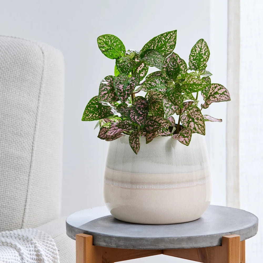 Decorative Ceramic Planter With Drainage Holes For Indoor Outdoor Plants And Succulents