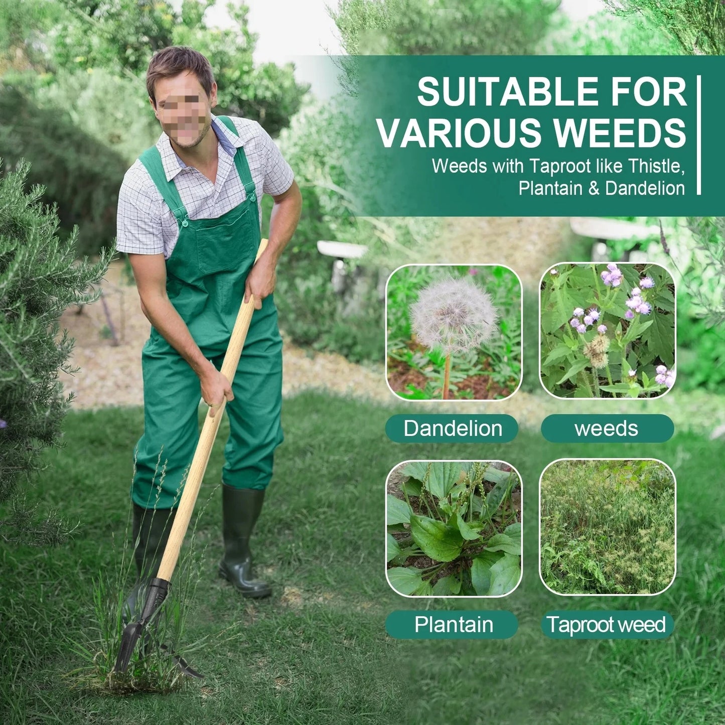 Stainless Steel Stand Up Weed Puller With Wood Handle Four Claw For Lawn And Garden
